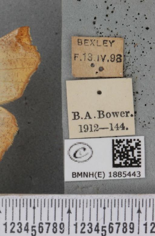 Selenia dentaria (Fabricius, 1775) - BMNHE_1885443_label_445415