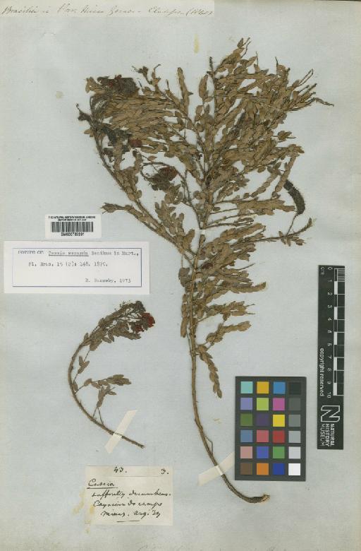 Chamaecrista secunda (Benth.) H.S.Irwin & Barneby - BM000793261
