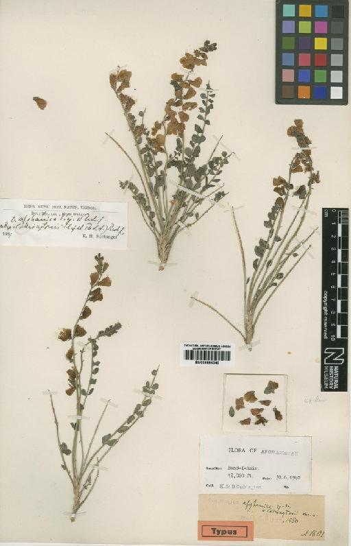 Onobrychis afghanica subsp. codringtonii (Sirj. & Rech.f.) Rech.f. - BM000884846