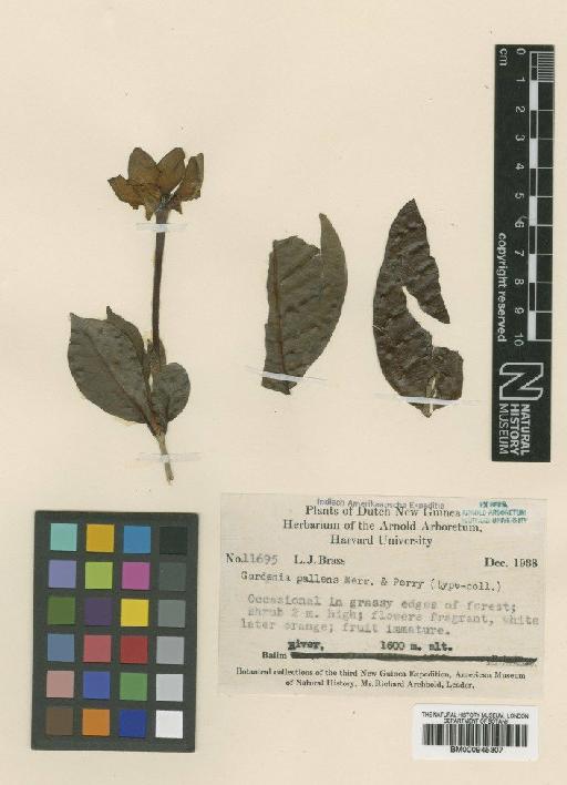 Gardenia pallens (Merr.) L.M.Perry - BM000945307