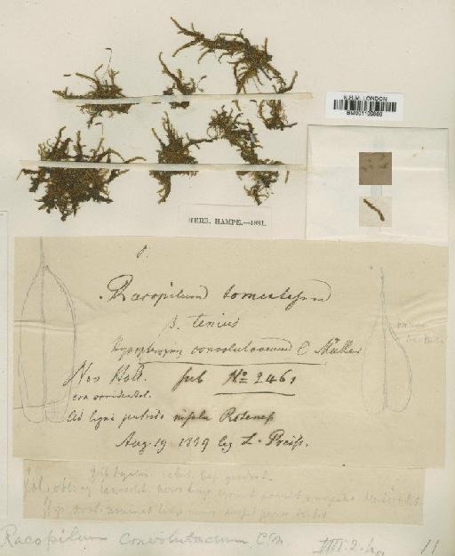 Racopilum cuspidigerum (Schwägr.) Ångström - BM001109860