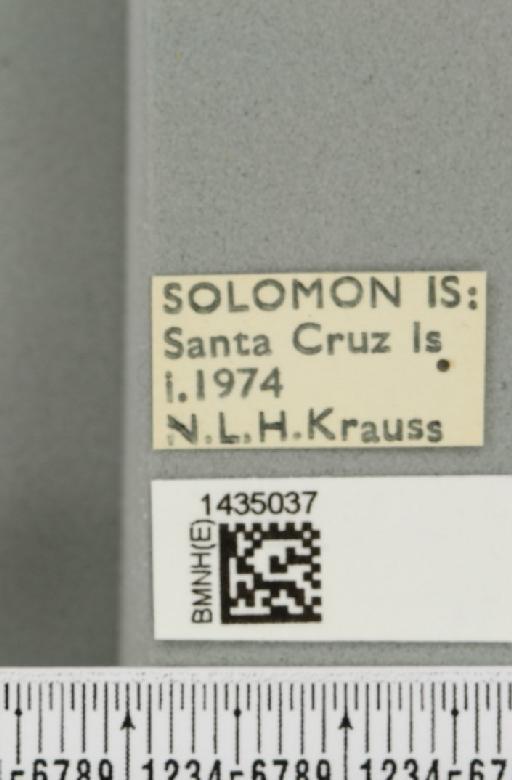 Bactrocera (Bactrocera) simulata (Malloch, 1939) - BMNHE_1435037_label_28498