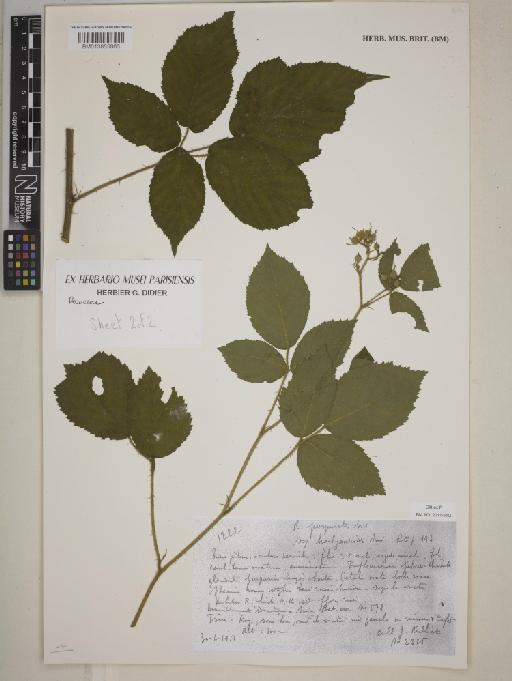 Rubus purpuratus subsp. brachyandroides (Sudre) Sudre ex Kük. - BM013865866