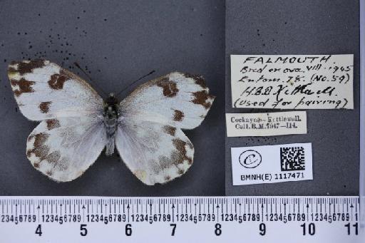 Pontia daplidice (Linnaeus, 1758) - BMNHE_1117471_68913