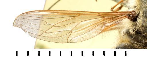 Prosoeca olivacea Brunetti, 1929 - NHMUK 010633488 ST Prosoeca olivacea - wing