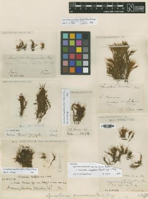 Leucoloma longifolium (Brid.) Wijk & Margad. - BM000965903_a