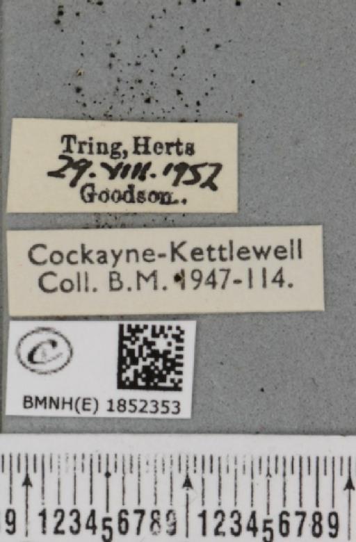 Opisthograptis luteolata ab. ruficosta Lempke, 1951 - BMNHE_1852353_label_427817