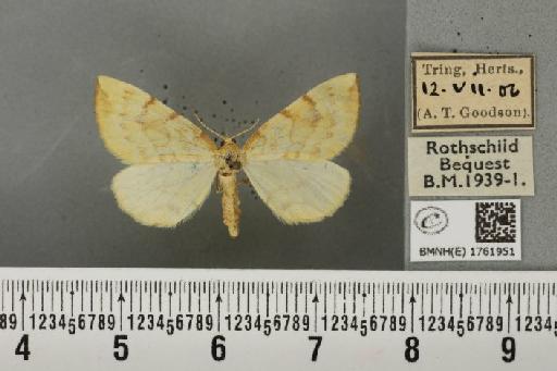 Gandaritis pyraliata (Denis & Schiffermüller, 1775) - BMNHE_1761951_345477