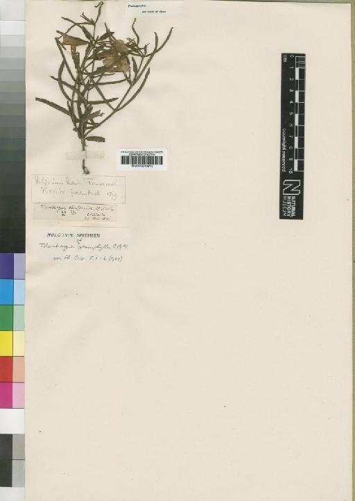 Thunbergia stenophylla C.B.Clarke - BM000930913
