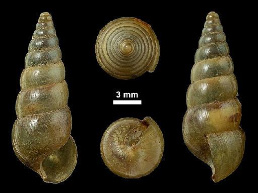 Glessula sarissa subterclass Tectipleura (Benson, 1860) - 1946.10.16.69-72, LECTOTYPE & PARALECTOTYPES, Glessula sarissa