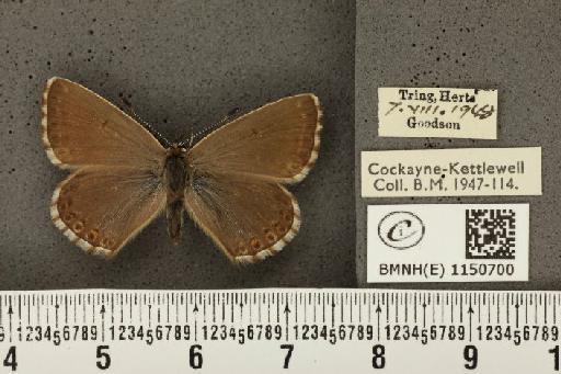 Lysandra coridon ab. unicolor Tutt, 1910 - BMNHE_1150700_102541