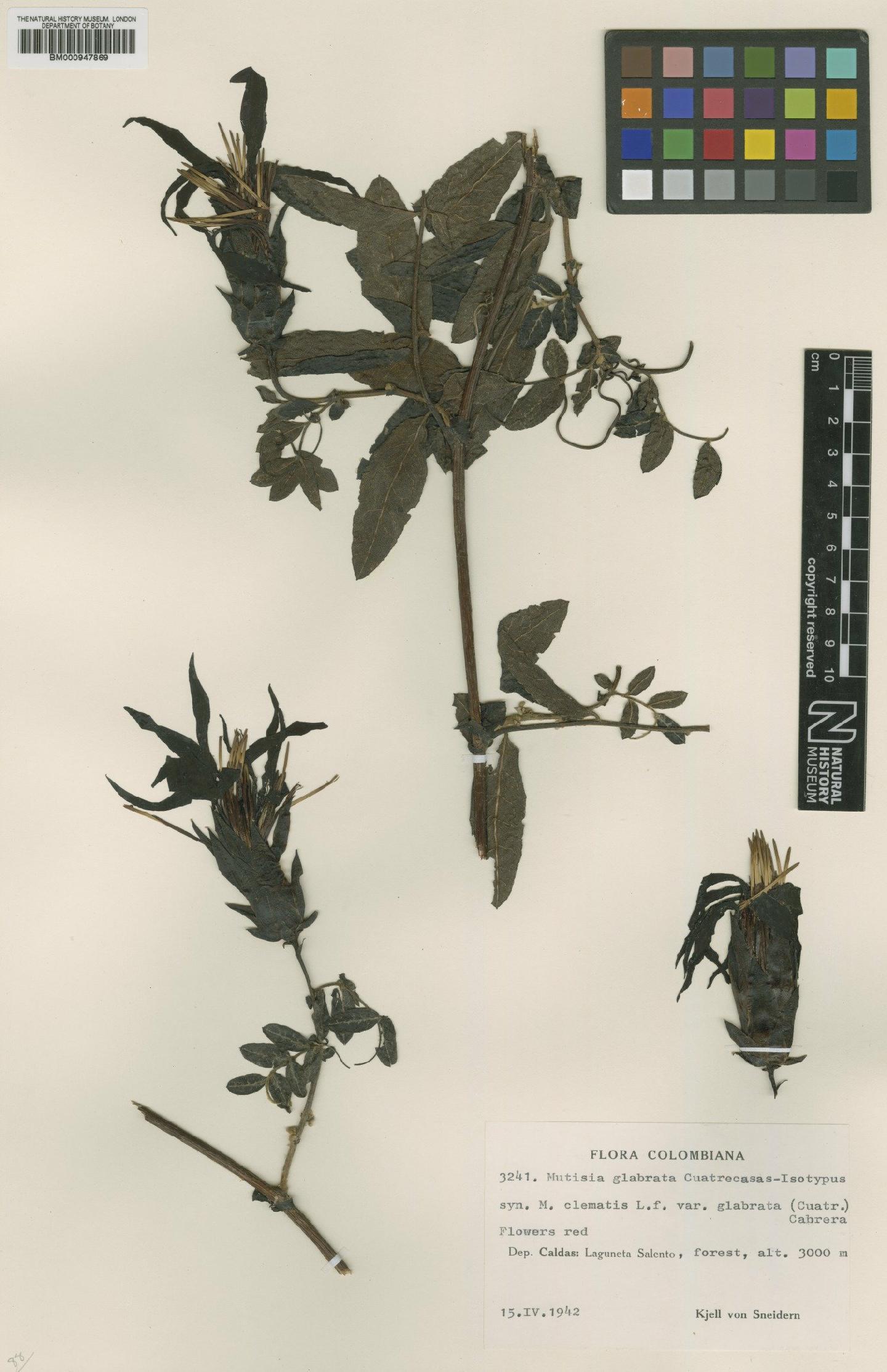 To NHMUK collection (Mutisia glabrata Cuatrec.; Type; NHMUK:ecatalogue:618526)