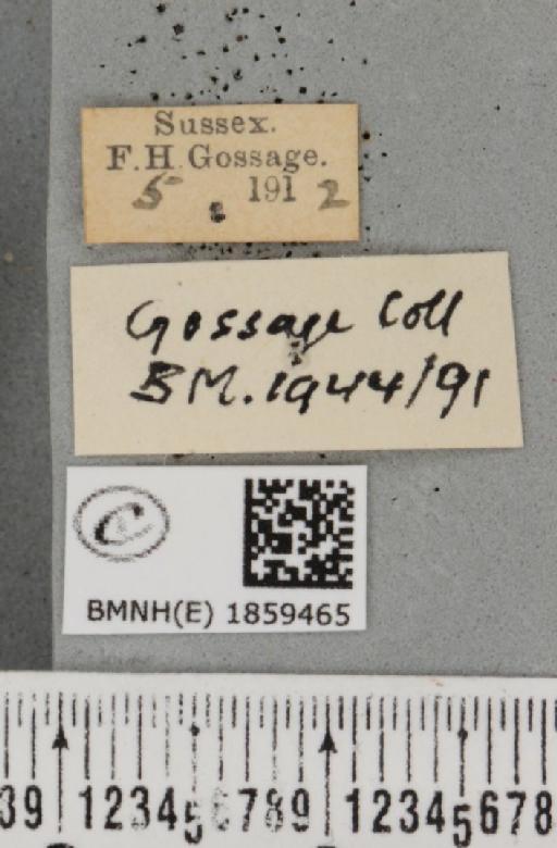 Pseudopanthera macularia ab. brunneata Cockayne, 1946 - BMNHE_1859465_label_430044