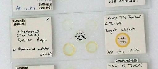 Chartocerus fimbriae Hayat, 1970 - Chartocerus fimbriae #990936 PT M slide
