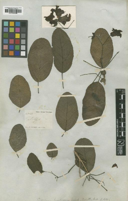 Catalpa purpurea Griseb. - BM000992388