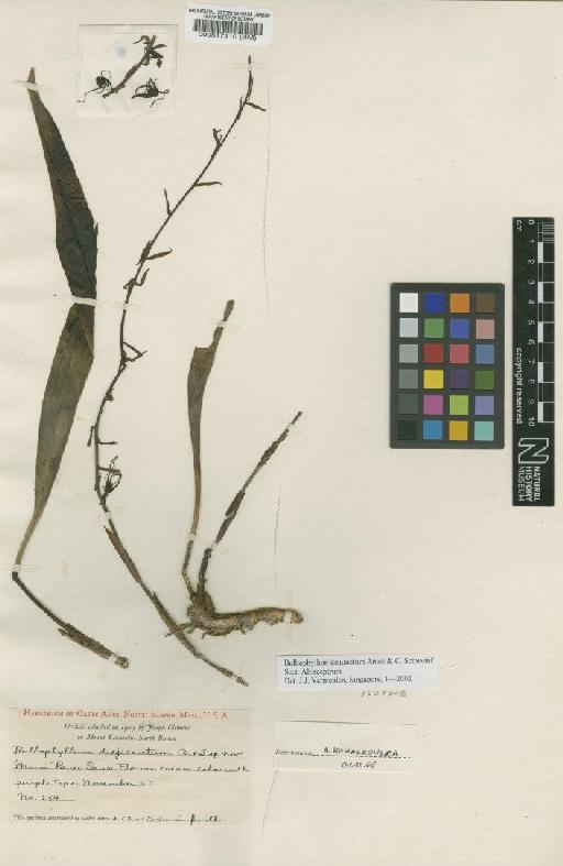 Bulbophyllum disjunctum Ames & C.Schweinf. - BM000517110