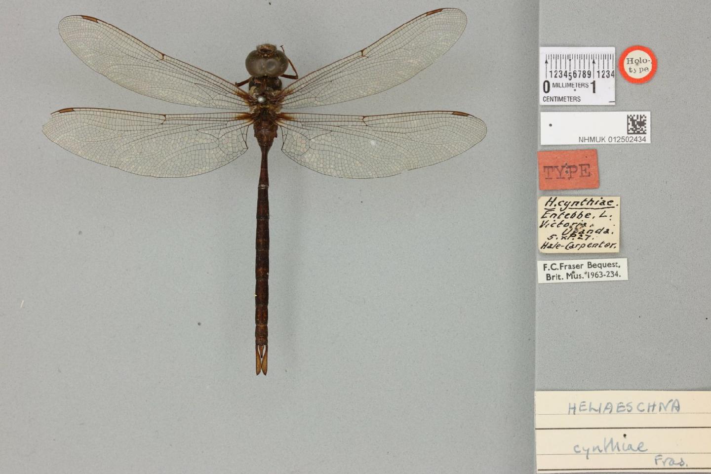 Heliaeschna cynthiae thumbnail