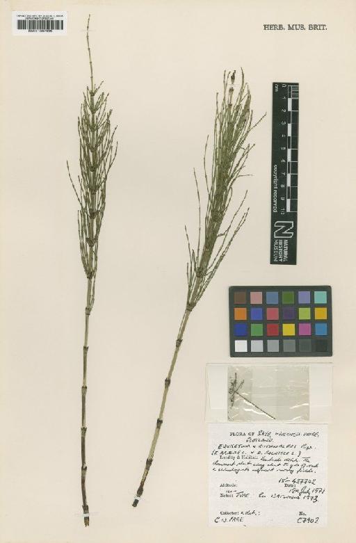 Equisetum × rothmaleri C.N.Page - BM001067936
