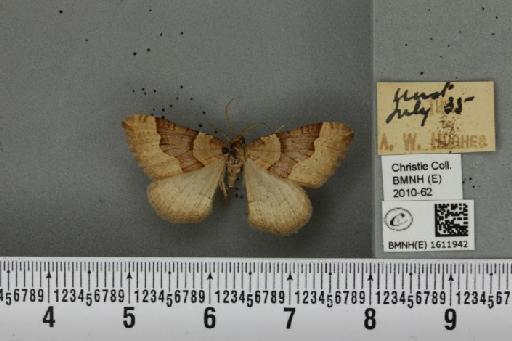 Xanthorhoe decoloraria hethlandica (Prout, 1901) - BMNHE_1611942_308159