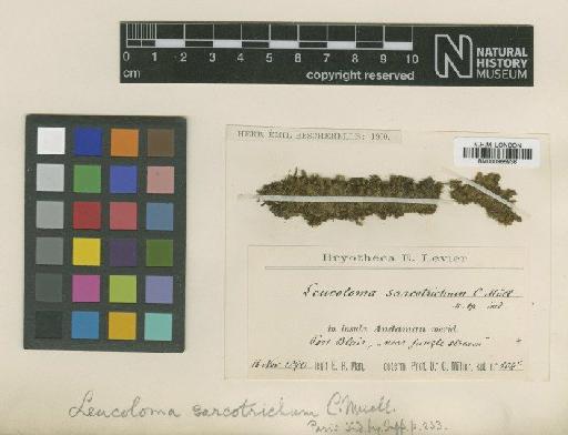 Leucoloma taylorii (Schwägr.) Mitt. - BM000965936