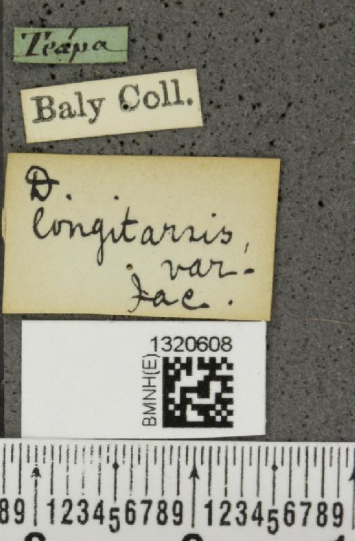 Paratriarius longitarsis (Jacoby, 1887) - BMNHE_1320608_label_21434