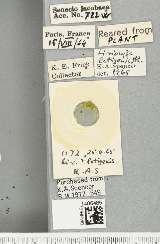 Liriomyza latigenis (Hendel, 1920) - BMNHE_1486485_label_50209