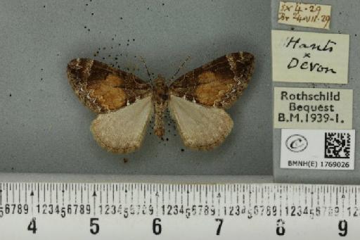 Dysstroma truncata truncata ab. rufescens Ström, 1783 - BMNHE_1769026_349787