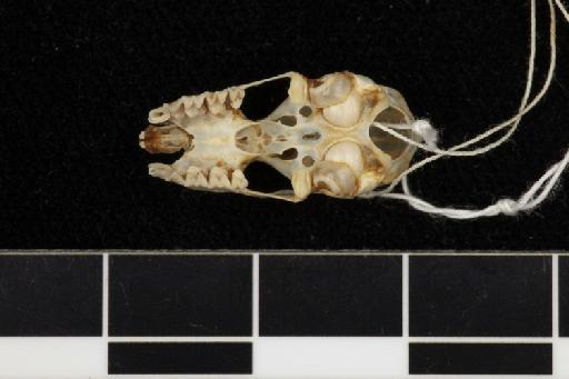 Triaenops persicus Dobson, 1871 - 1876_3_10_3-Triaenops_persicus-Syntype-Skull-occlusal