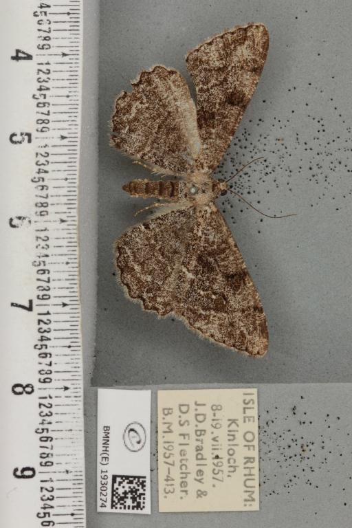 Alcis repandata sodorensium (Weir, 1881) - BMNHE_1930274_492817