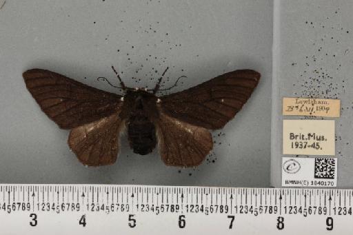 Biston betularia ab. carbonaria Jordan, 1869 - BMNHE_1840170_413166