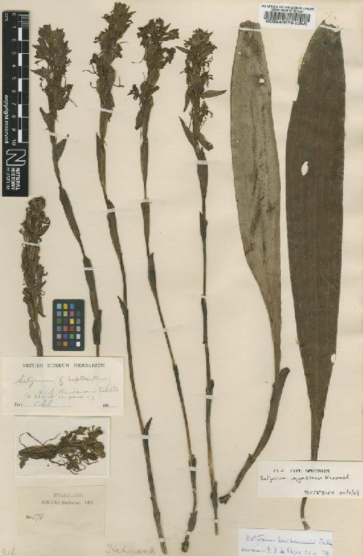Satyrium buchananii Schltr. - BM000046076