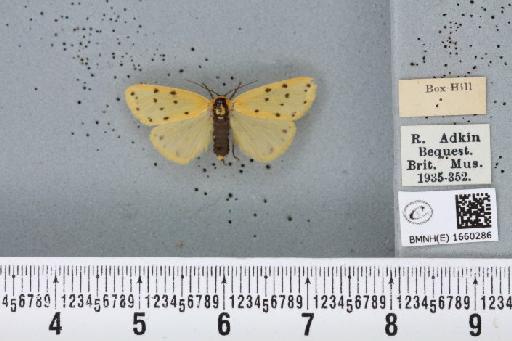 Setina irrorella (Linnaeus, 1758) - BMNHE_1660286_258766