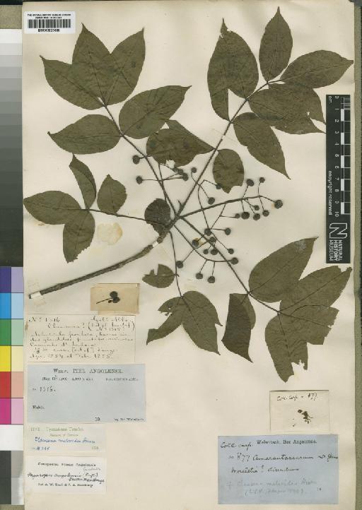 Faragopsis angolensis (Hiern) Dale - BM000923688