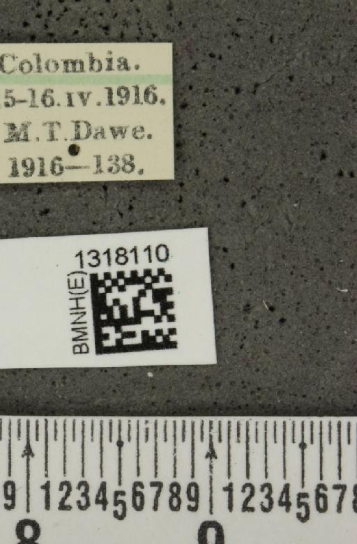 Epitrix nigroaenea Harold, 1875 - BMNHE_1318110_label_24717