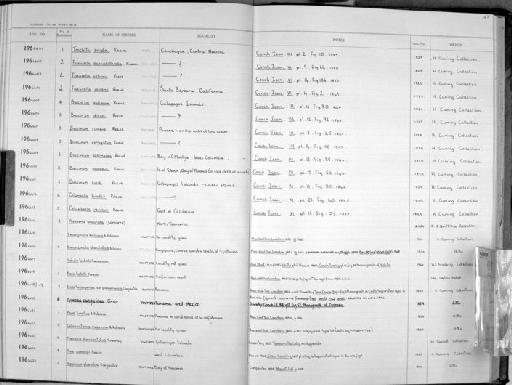 Cypraea sanguinea G. B. Sowerby I, 1832 - Zoology Accessions Register: Mollusca: 1962 - 1969: page 163