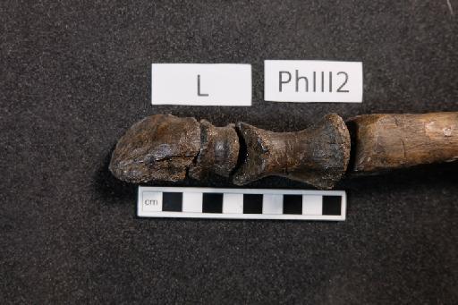 Mantellisaurus atherfieldensis (Hooley, 1925) - R5764-Mantellisaurus_R5764_Left_PhIII2-1