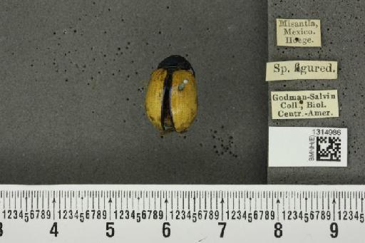 Leptinotarsa cacica Stål, 1858 - BMNHE_1314986_14880