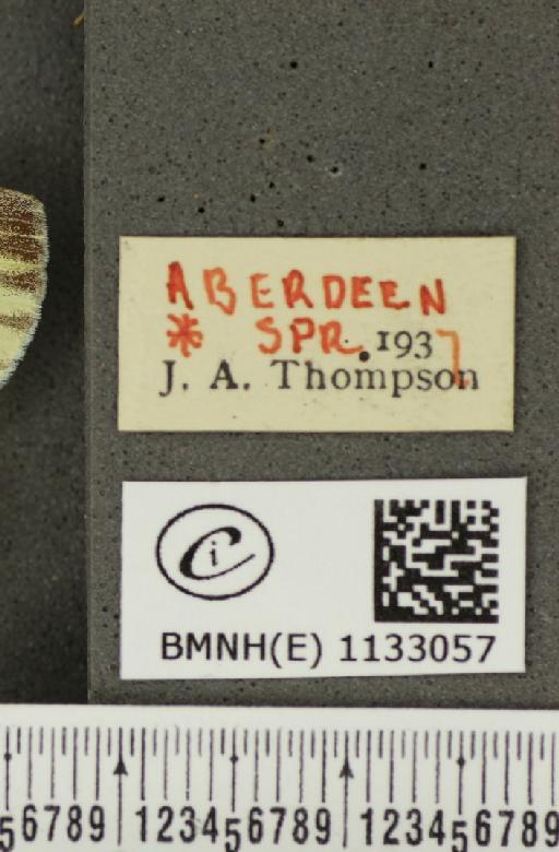 Pieris napi thompsoni ab. confluens Schima, 1910 - BMNHE_1133057_label_89614