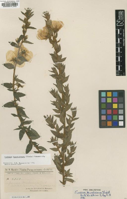 Ludwigia hassleriana (Chodat) Ramamoorthy - BM000528816