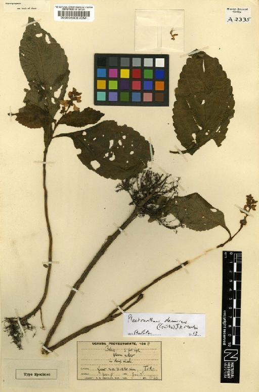 Plectranthus decurrens (Gürke) J.K.Morton - BM000564008