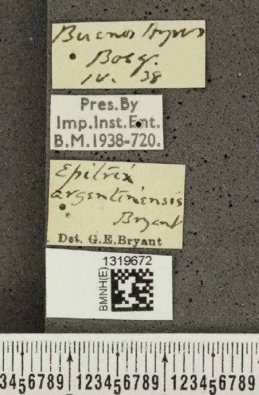 Epitrix argentinensis Bryant, G.E., 1940 - BMNHE_1319672_label_25117