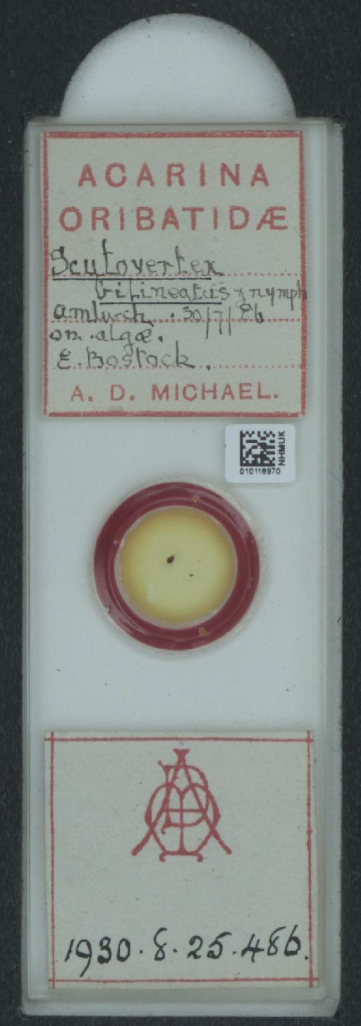 Scutovertex bilineatus (A.D. Michael, 1888) - 010118970_128155_548571
