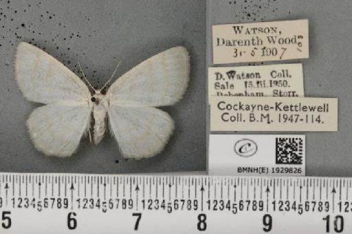Cabera exanthemata ab. glabra Lempke, 1951 - BMNHE_1929826_495231