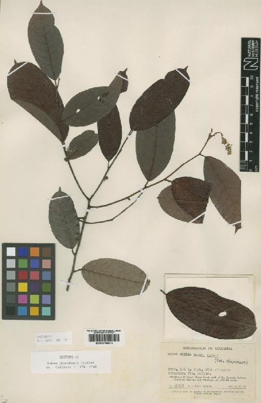 Mabea chocoensis Croizat - BM000799373