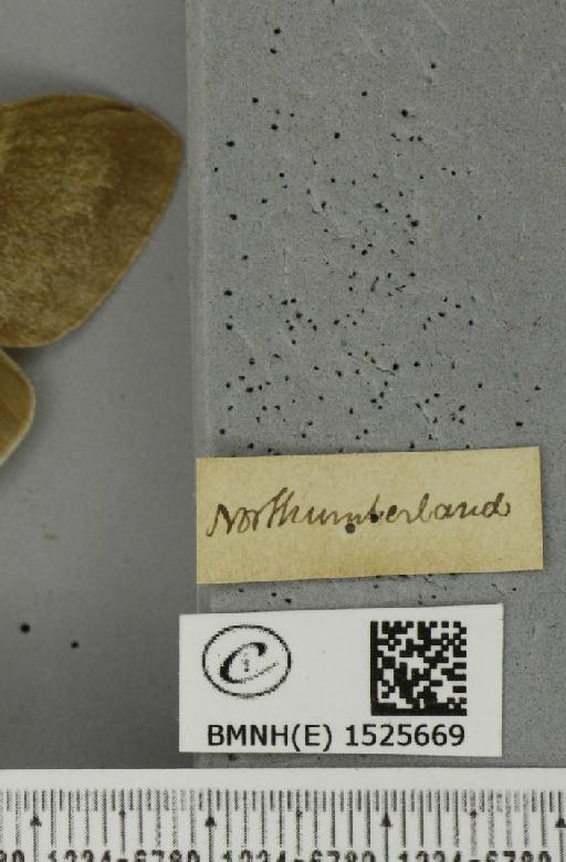 Macrothylacia rubi (Linnaeus, 1758) - BMNHE_1525669_label_196277