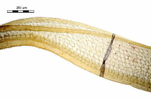 Exostratum scolopendrium (Mitt.) L.T.Ellis - Syrrhopodon scolopendrium_BM000665453hyaline