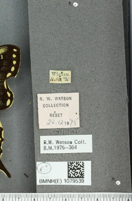 Papilio machaon britannicus Seitz, 1907 - BMNHE_1079539_label_64922