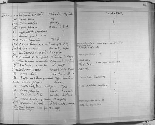 Hyalinoecia camiguina - Zoology Accessions Register: Annelida & Echinoderms: 1924 - 1936: page 66