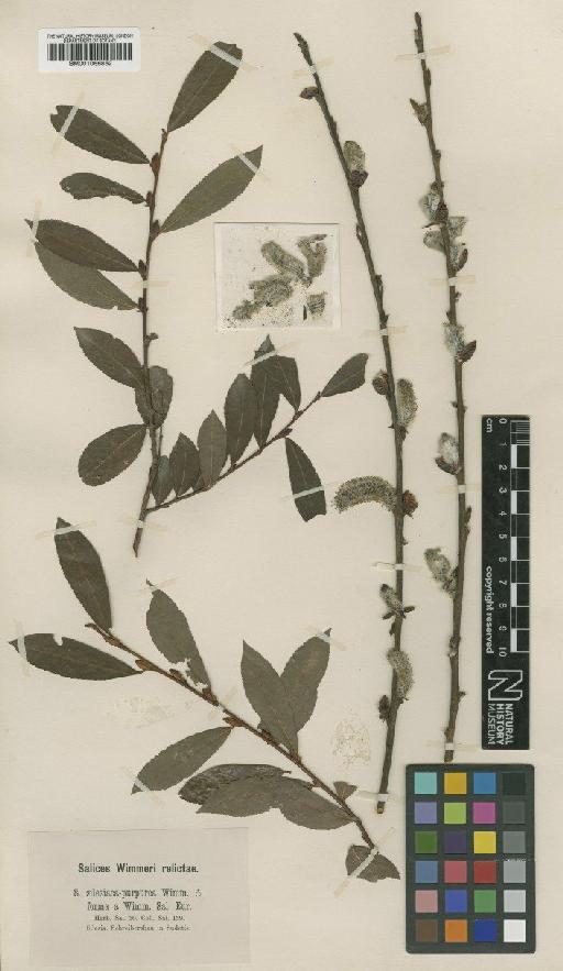 Salix silesiaca Willd. - BM001066862
