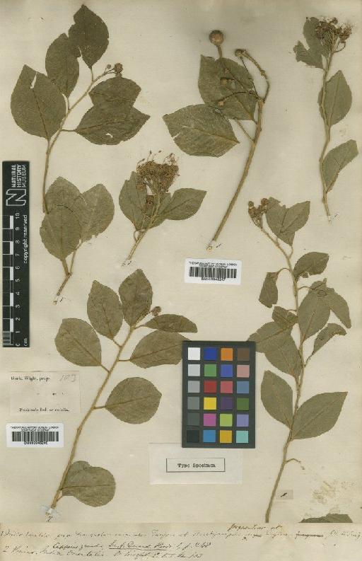 Capparis grandis L.f. - BM000946247